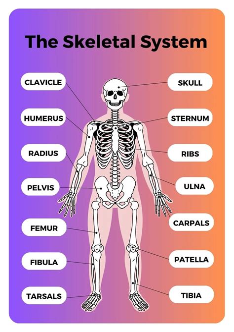 Human Being Body Parts