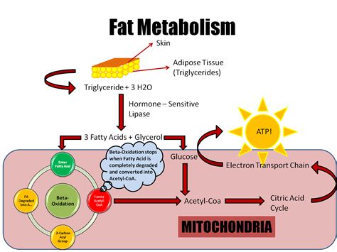 Fat To Energy - Mature Ladies Fucking