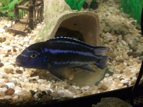 Electric Blue Johanni Cichlid. $15.00 Expedited Shipping in 2020 ...