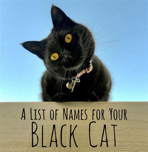 Cool, Unique, and Creative Names for Your Black Cat | PetHelpful