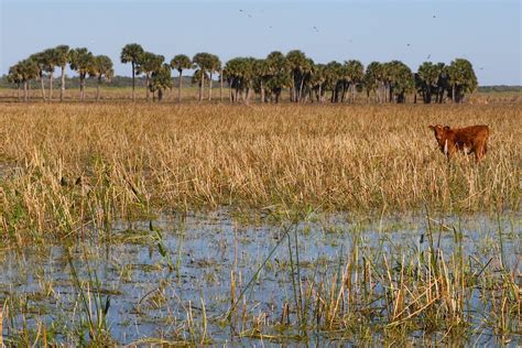 Dodging Gators On Lake Jesup, Florida's 'Natural' Theme Park | HuffPost ...