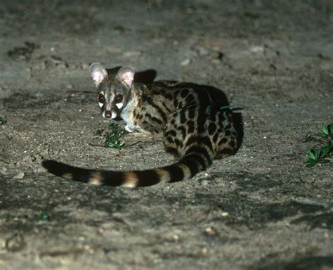 Genet | African Wildlife Foundation