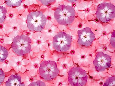 Pink and purple flowers - Flowers & Nature Background Wallpapers on ...