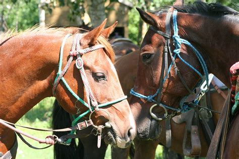 Horse Riding Gear for Beginners (Quick-Print Equipment List)