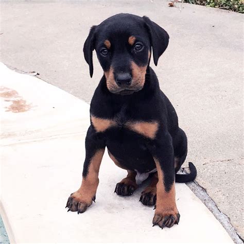 #doberman #puppy | Doberman puppy, Doberman pinscher, Puppies