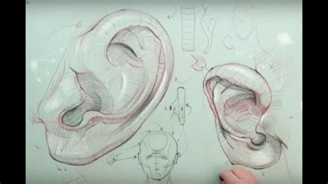 ANATOMY FOR ARTISTS: Ear Anatomy Part 1 - YouTube