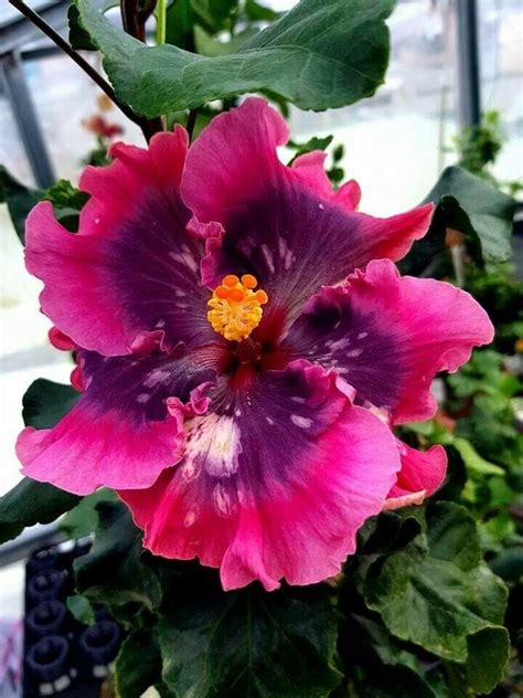 20 Double Bright Pink Purple Hibiscus Seeds Flower Seed Perennial Bloo ...