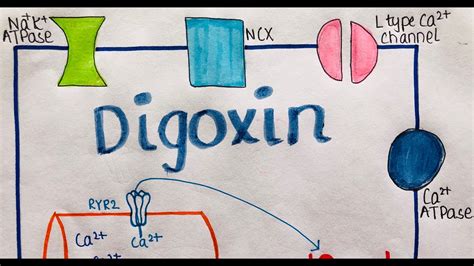 MECHANISM OF ACTION OF DIGOXIN PART 1 | QUICK EASY CONCEPT IN 6 MINS ...