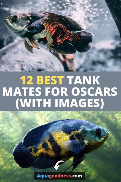 12 Best Tank Mates For Oscars (With Images) - Aqua Goodness | Oscar ...