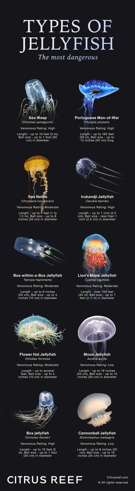 17 Types of Jellyfish: From Dangerous Stingers to Harmless Drifters ...