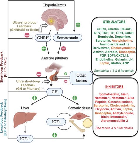 Growth Hormone