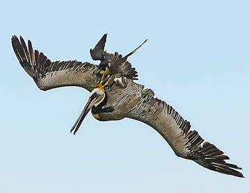 peregrine falcon hunting | My HD Animals