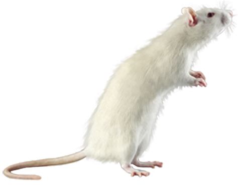 raton blanco fondo transparente 12893811 PNG