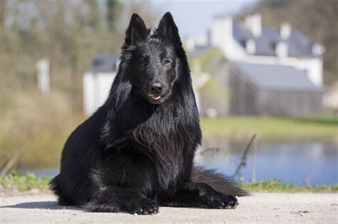 The Cutest Black Dog Breeds to Adopt in 2021 | Reader's Digest