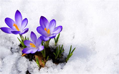 Winter Flower Wallpapers - Wallpaper Cave