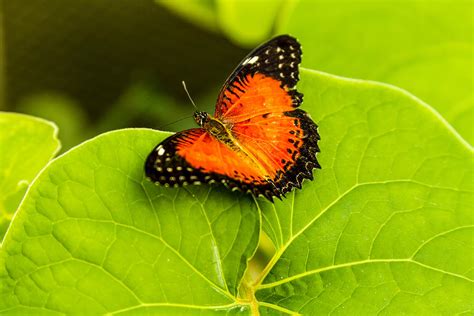 Red Lacewing Butterfly Photograph by Teri Virbickis - Fine Art America