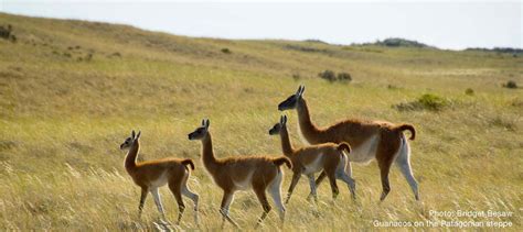 South American Temperate Grasslands | IUCN