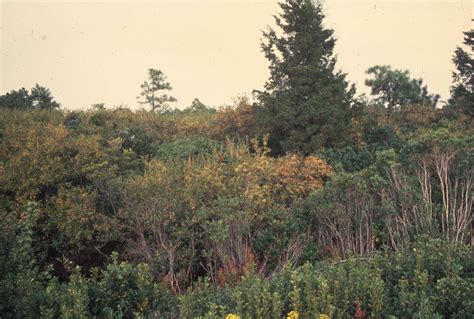 Free picture: shot, Pocosin, wetland, Carolina