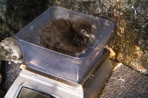 National Aquarium announces birth of two puffin chicks - WTOP News