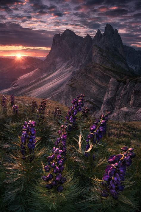 Flowers of the Alps | Behance