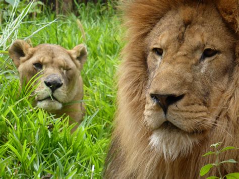 Volunteering with Wildlife in Malawi - Travel For Wildlife