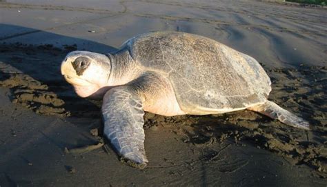 Olive Ridley Sea Turtle Facts - All Turtles