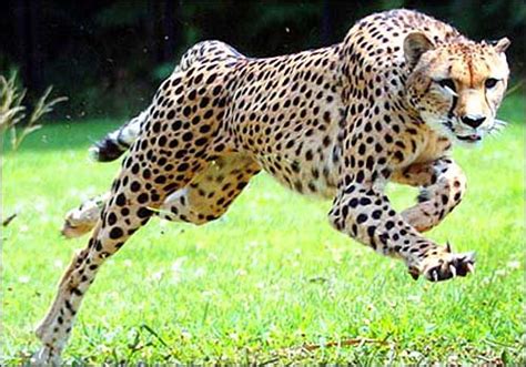 Asiatic Cheetah: Endangered Species with Exceptional Speed