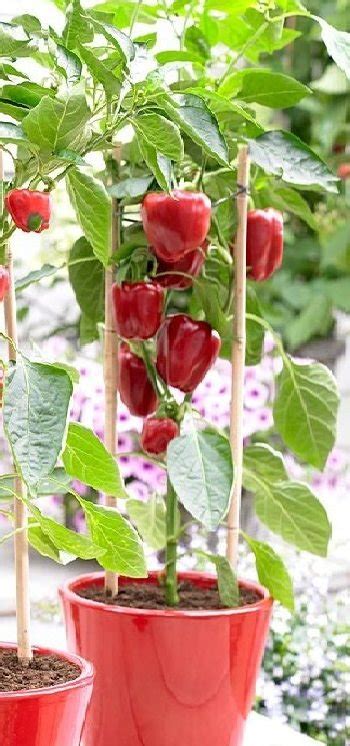 Growing Bell Peppers in Pots and Containers | Bell Pepper Care Guide