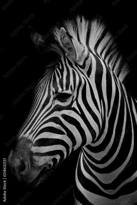 Zebra on dark background. Black and white image Stock Photo | Adobe Stock