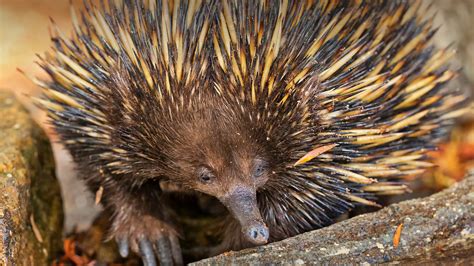 Echidna | San Diego Zoo Animals & Plants