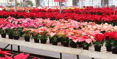 Poinsettia Selection