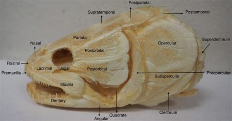 Bowfin Teeth: Do Bowfin Fish Have Teeth? - A-Z Animals