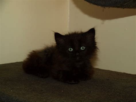 Black Siberian kittens | in Rhosllanerchrugog, Wrexham | Gumtree