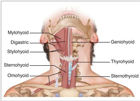 Suprahyoid and infrahyoid muscles Diagram | Quizlet