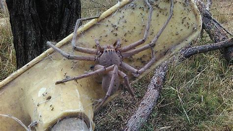 The biggest Huntsman spider ever found? Horrifying snap of giant eight ...