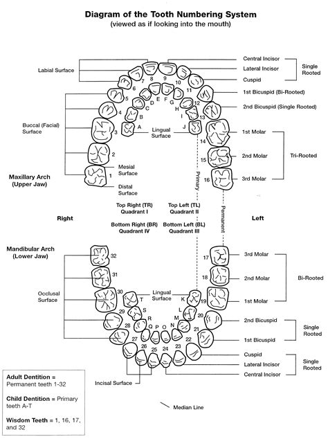 Printable Tooth Number Chart