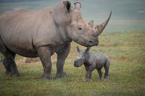 New Baby Rhino At The Wilds Is Very Excited To Go For A Walk With Her ...