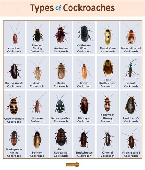 5 Types of Cockroaches Found In Delaware! (ID GUIDE) – Nature Blog Network