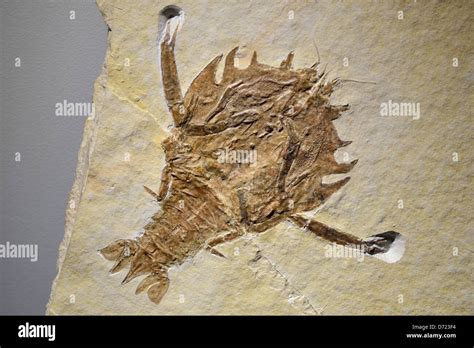 Fossil crustacean Cycleryon propinquus. Jurassic age Stock Photo - Alamy