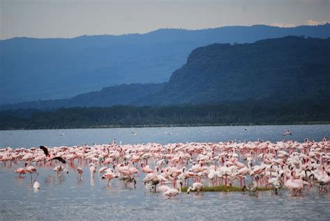 Lake Nakuru, Kenya