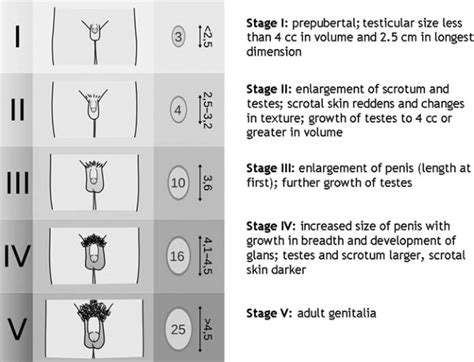 Tanner Staging For Genital Development In Boys Adapted From An Image ...