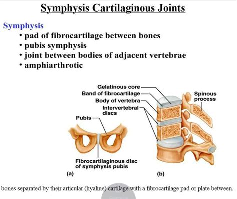 Amphiarthrosis Definition Anatomy - Anatomy Drawing Diagram