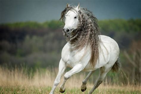 Andalusian horses: Classic and splendid | Malgré Tout Media