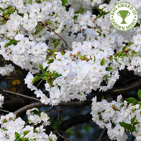 Prunus Shirotae | Buy Mount Fuji Cherry Blossom Trees