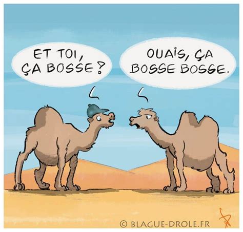 Blague animaux - Blagues drôles et devinettes sur les animaux