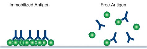 Affinity & Avidity of Antibodies | Bio-Rad