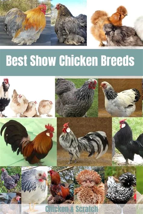 7 Stunning Show Chicken Breeds (with Pictures)