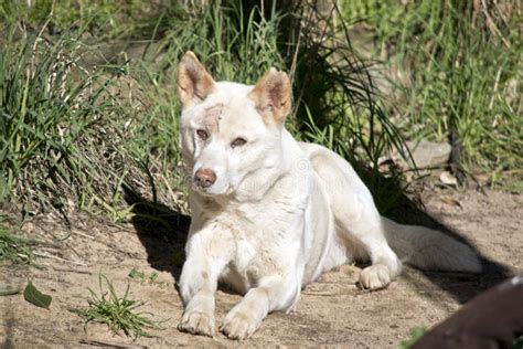 A white dingo stock photo. Image of golden, dingo, wolf - 142035360