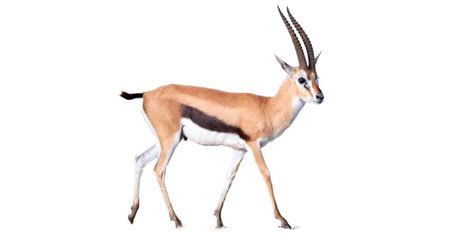 Gazelle Pictures - AZ Animals