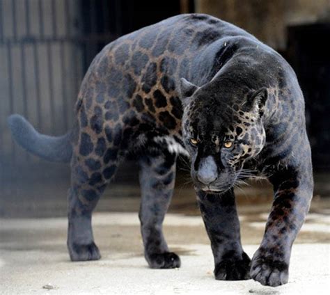 10 Incredible Melanistic (All Black) Animals » TwistedSifter